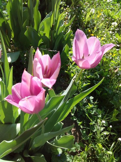  - AAAAA_LALELE 2016_2017_2018_2019