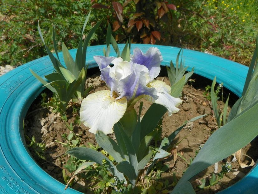 Summoned Spirit - Irisi si bujori 2018