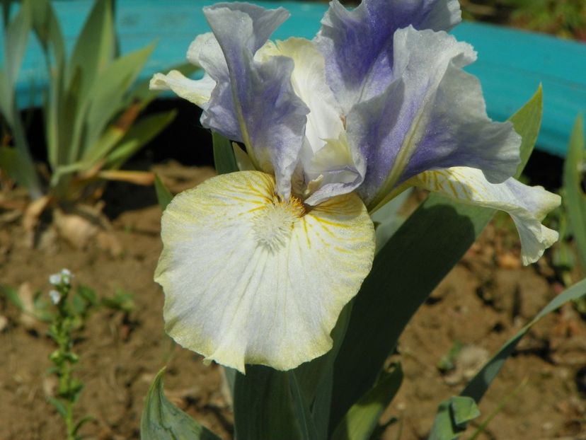 Summoned Spirit - Irisi si bujori 2018