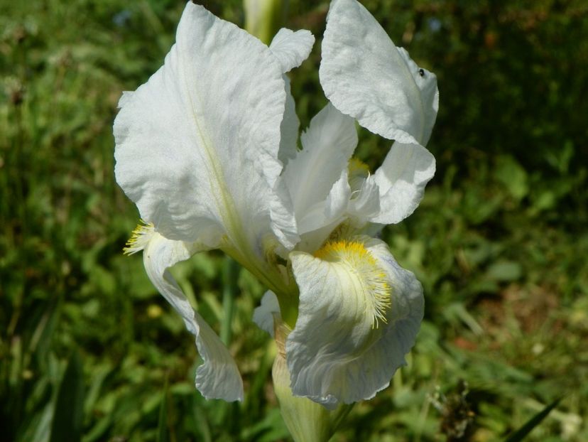 iris florentina - Irisi si bujori 2018