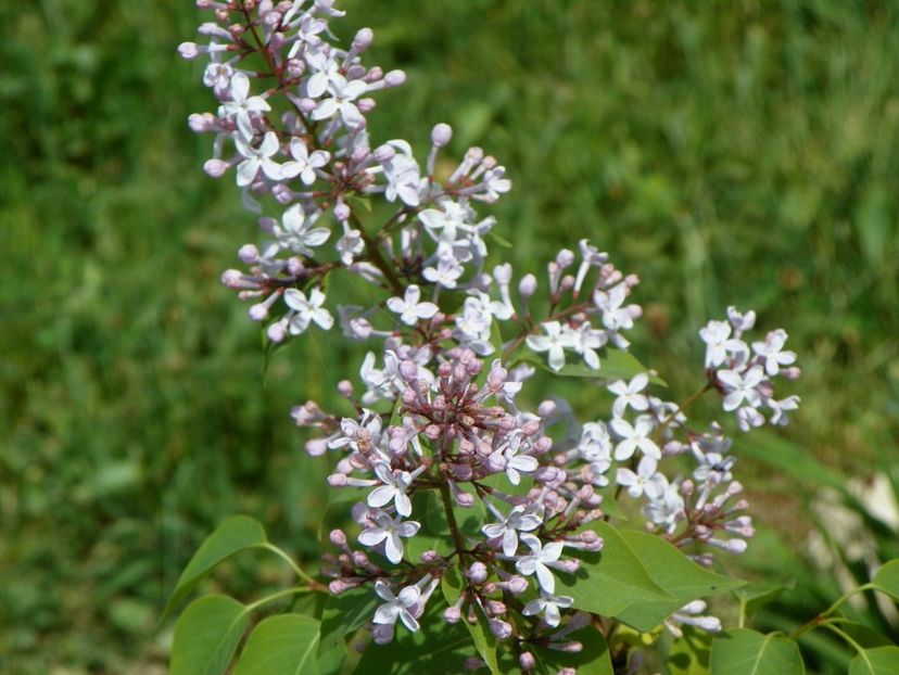 liliac California Rose - z-Dobarland 2018