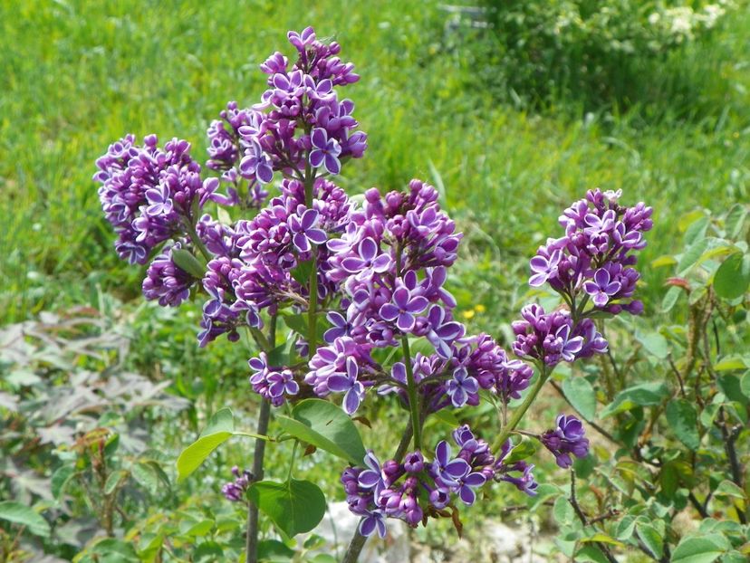 liliac Sensation - z-Dobarland 2018