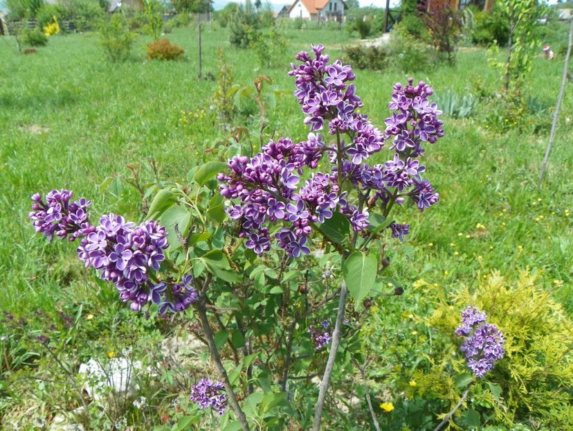 liliac Sensation - z-Dobarland 2018