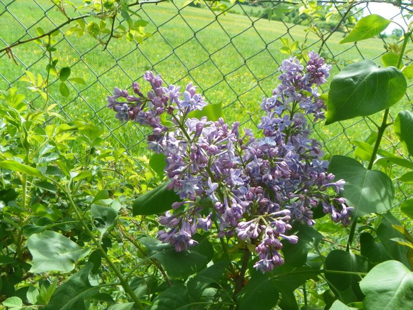 liliac President Grevy - z-Dobarland 2018