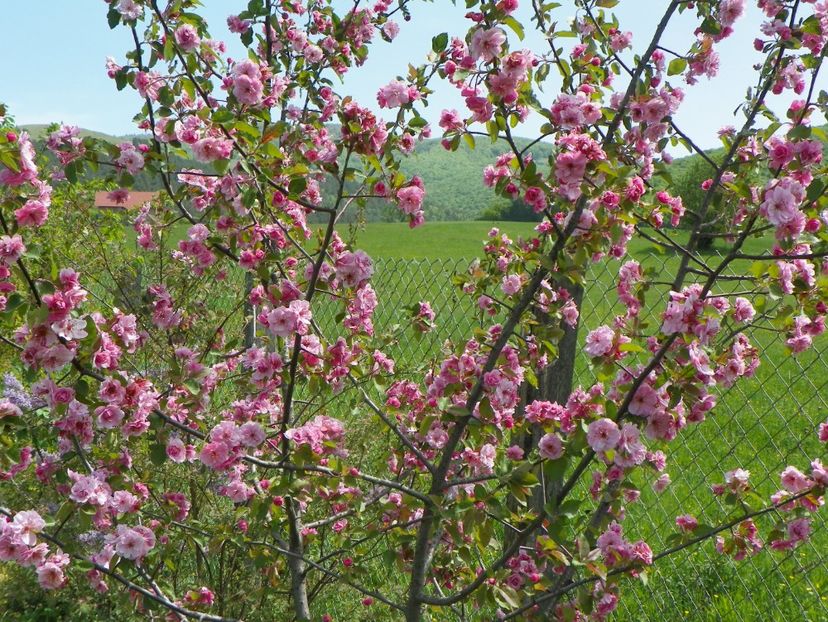malus Brandywine - z-Dobarland 2018