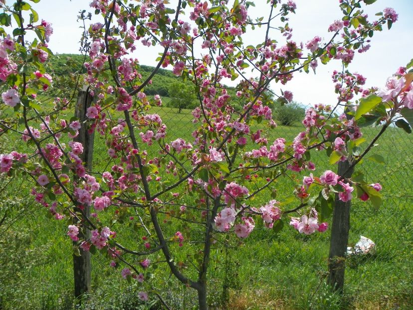 malus Brandywine - z-Dobarland 2018