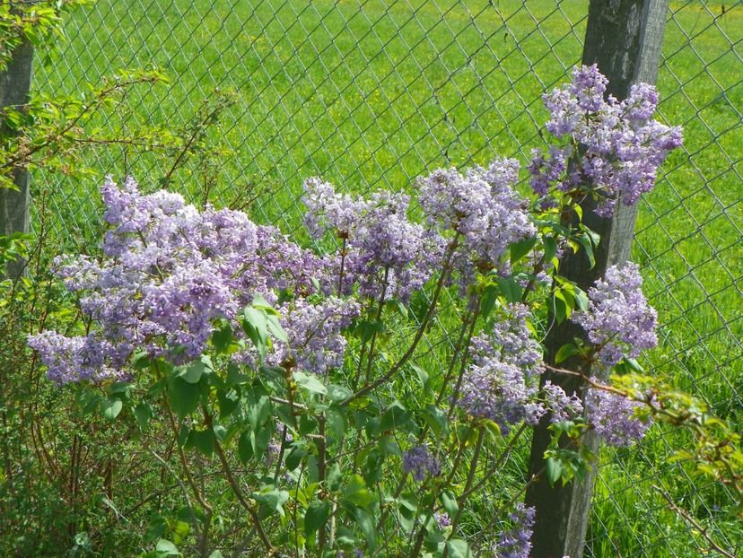 liliac Marechal Foch - z-Dobarland 2018