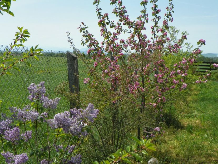 liliac Marechal Foch si malus Brandywine - z-Dobarland 2018