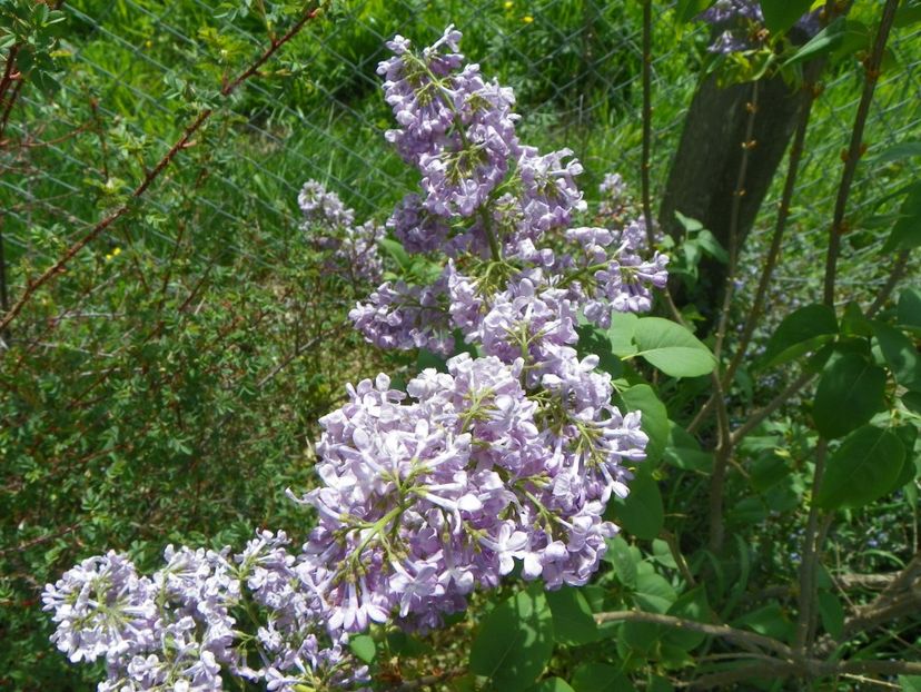 liliac Marechal Foch - z-Dobarland 2018