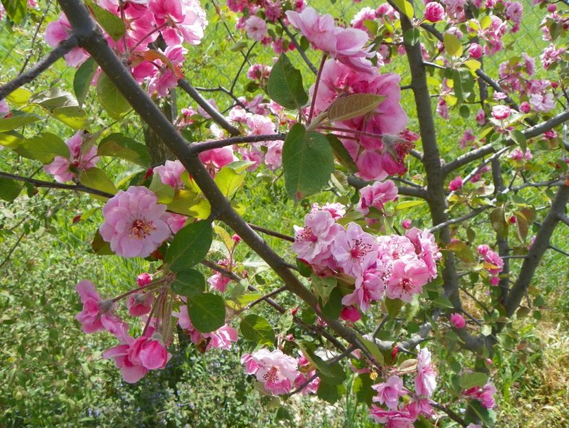 malus Brandywine - z-Dobarland 2018
