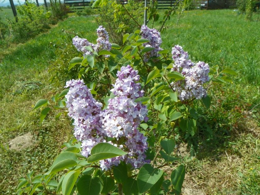 liliac Katherine Havemeyer - z-Dobarland 2018