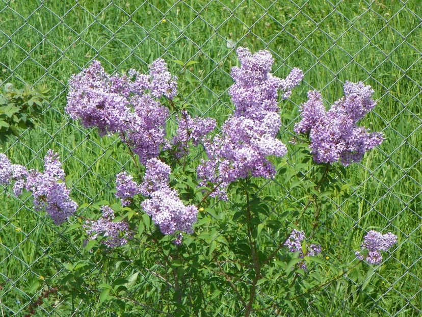 syringa chinensis - z-Dobarland 2018