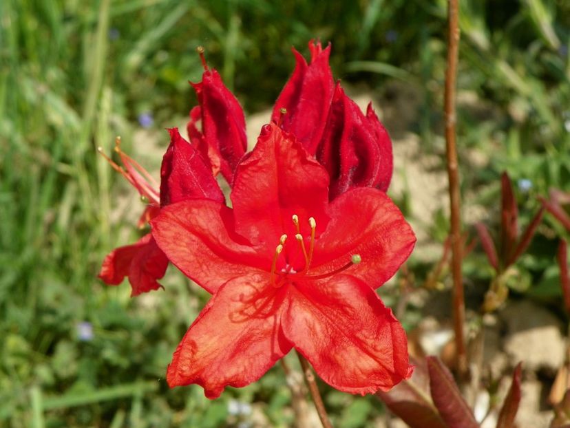 azalea Fireball - z-Dobarland 2018