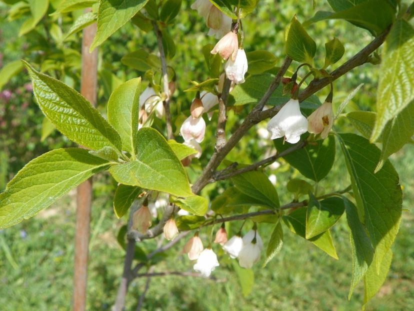 halesia carolina - z-Dobarland 2018