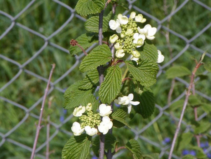 viburnum Watanabe - z-Dobarland 2018