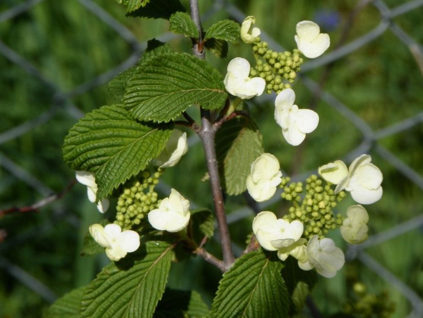 viburnum Watanabe - z-Dobarland 2018