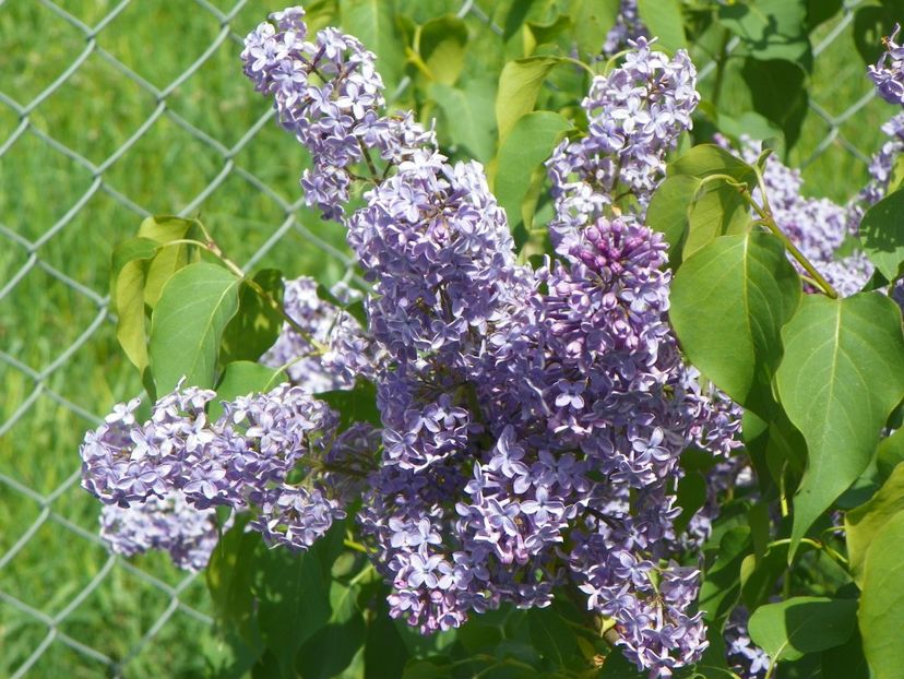 liliac Royalty - z-Dobarland 2018