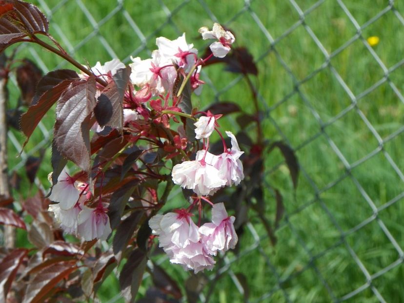 prunus Royal Burgundy - z-Dobarland 2018