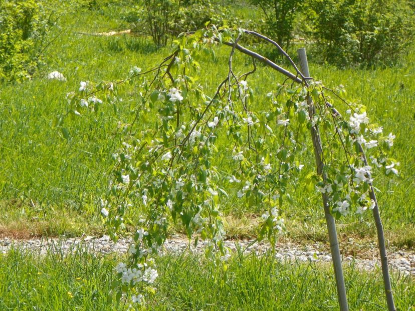 malus Sun Rival - z-Dobarland 2018