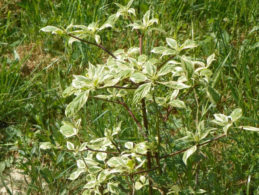 cornus controversa variegata - z-Dobarland 2018