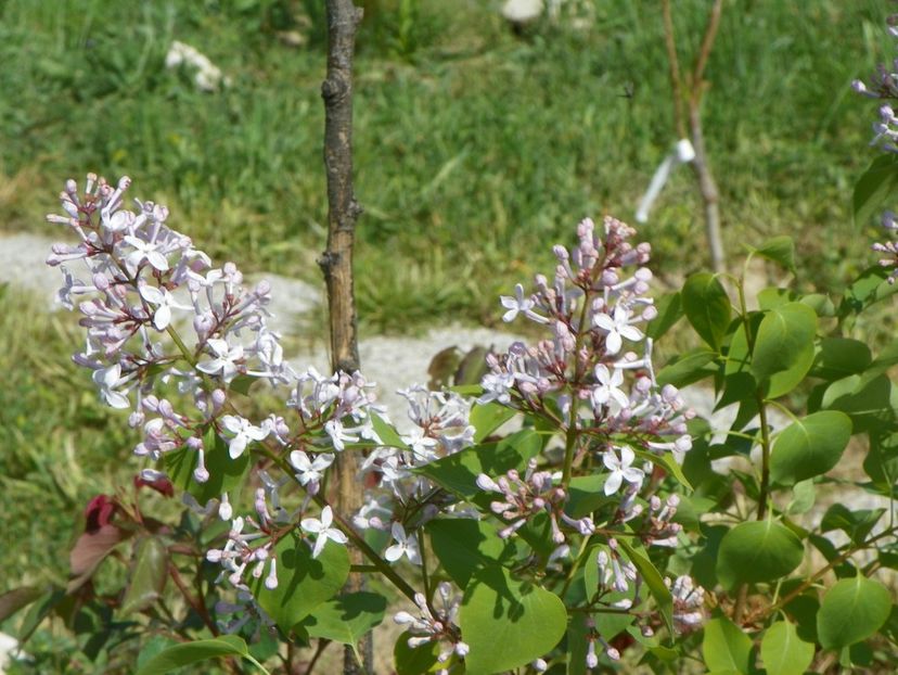 liliac California Rose - z-Dobarland 2018