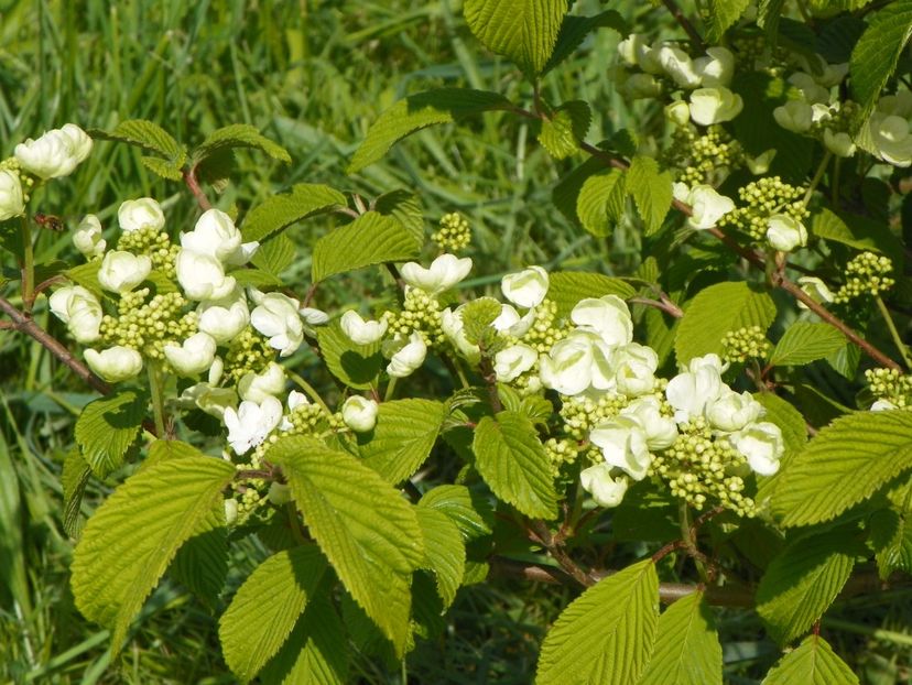 viburnum tomentosum - z-Dobarland 2018