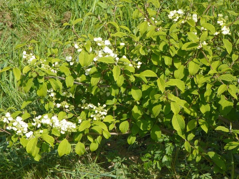 viburnum tomentosum - z-Dobarland 2018