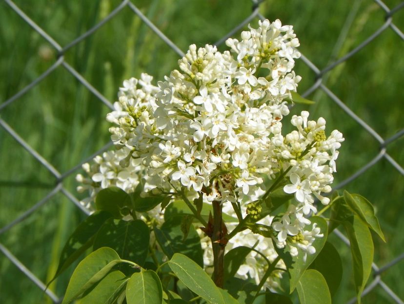 liliac Primerose - z-Dobarland 2018