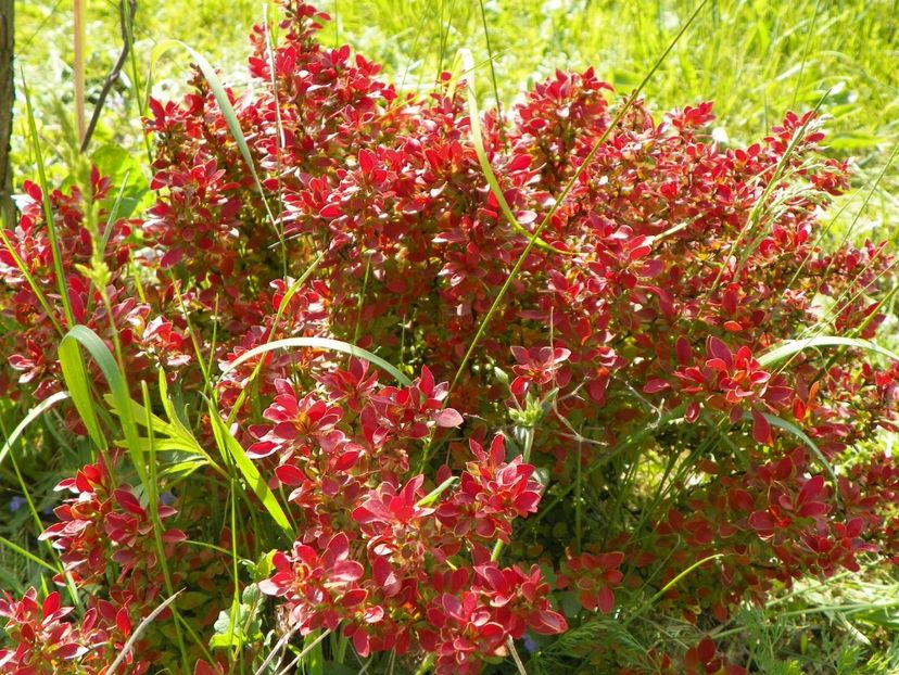 berberis Admiration - z-Dobarland 2018
