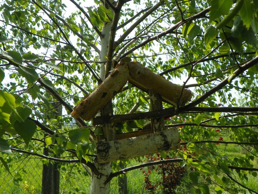 casuta din mesteacan - z-Dobarland 2018