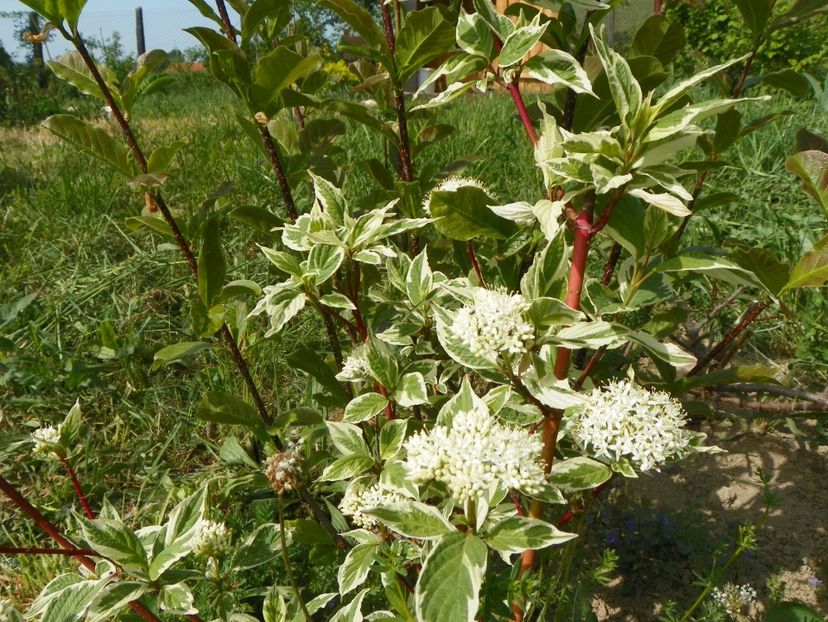 cornus alba Gouchaltii - z-Dobarland 2018
