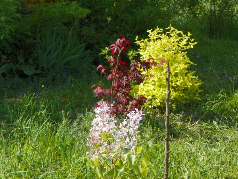 30 apr (74) - z-Dobarland 2018