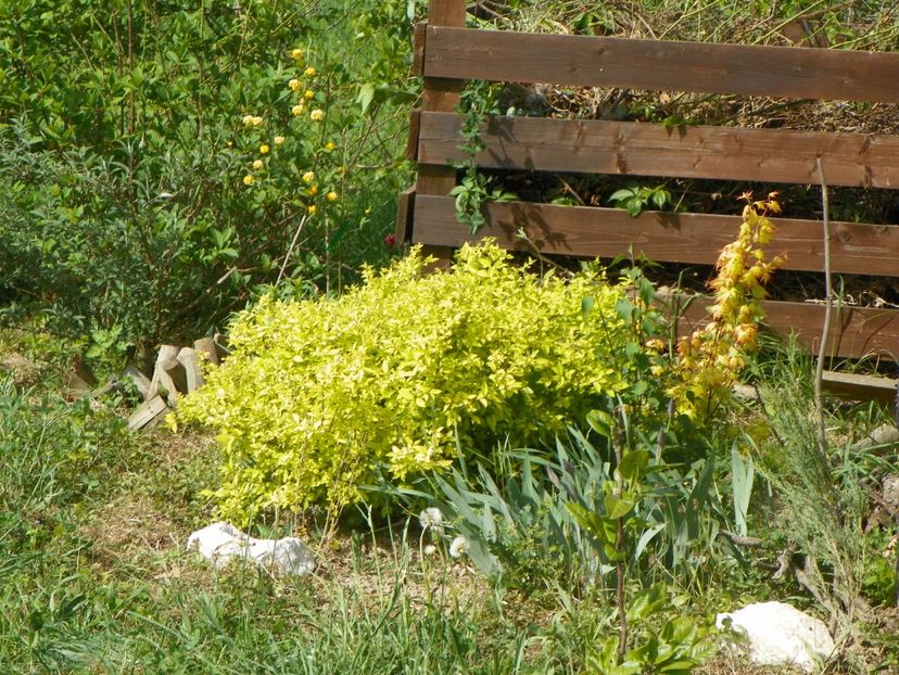 spiraea Gold Mound - z-Dobarland 2018