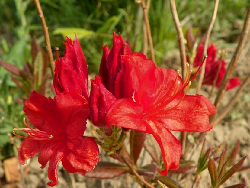 azalea Fireball - z-Dobarland 2018