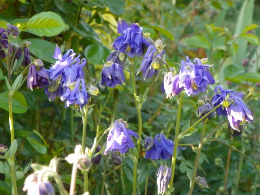 30 apr (87) - Aquilegia 2018
