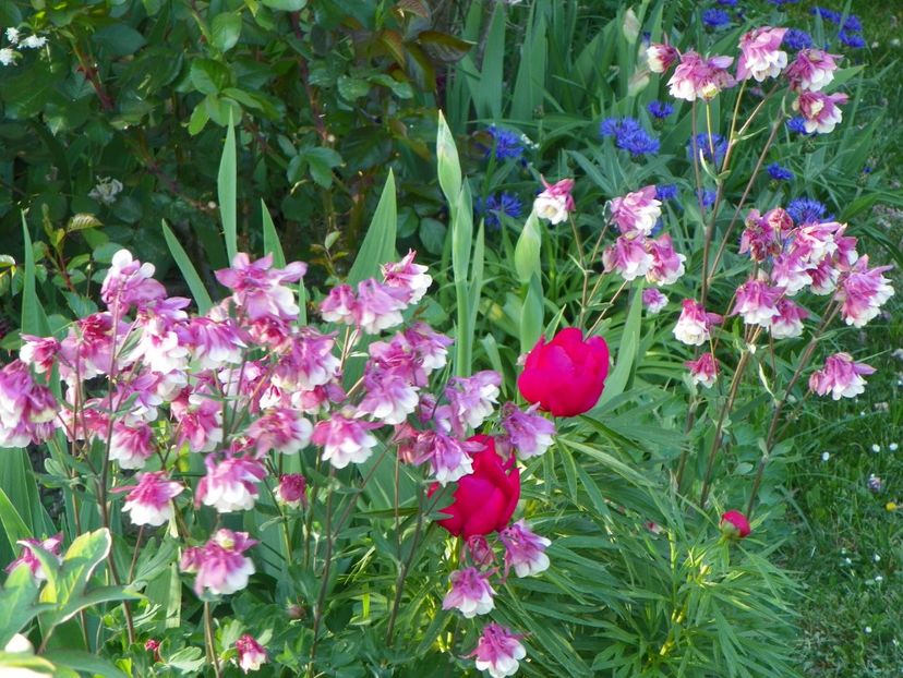 30 apr (89) - Aquilegia 2018