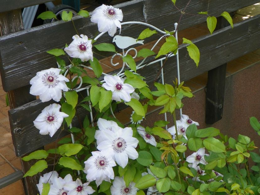 29 apr (79) - Clematite 2018