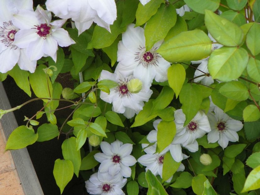 29 apr (80) - Clematite 2018