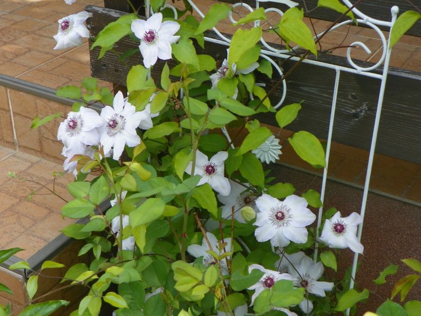 29 apr (81) - Clematite 2018