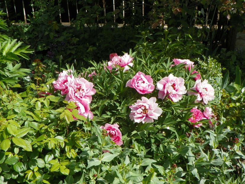 29 apr (102) - Bujori arbustivi si itoh 2018