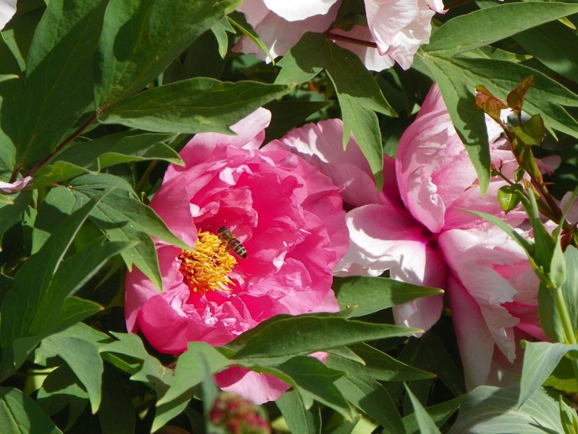 29 apr (103) - Bujori arbustivi si itoh 2018