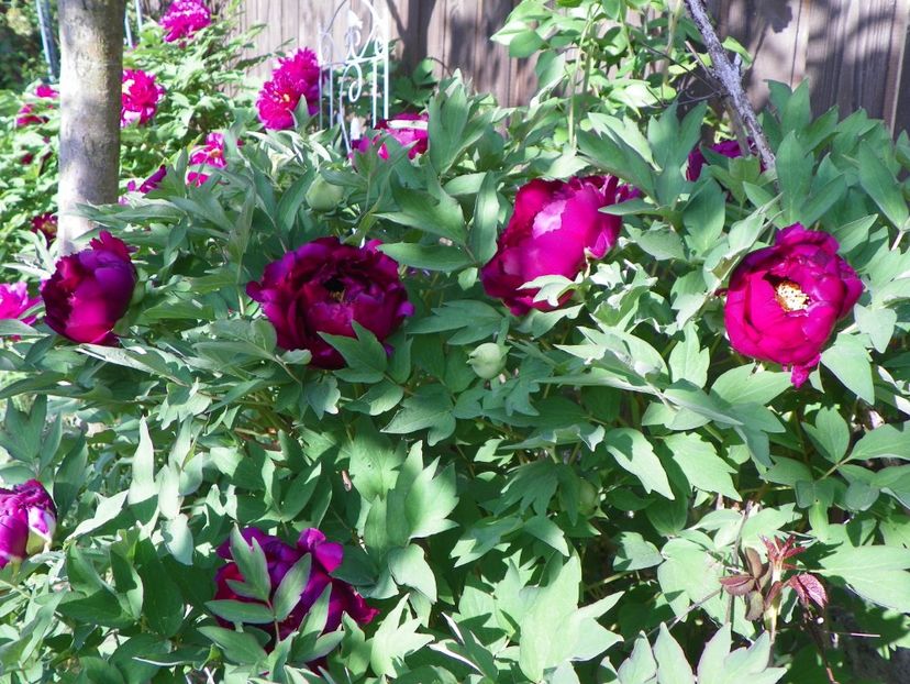 30 apr (82) - Bujori arbustivi si itoh 2018