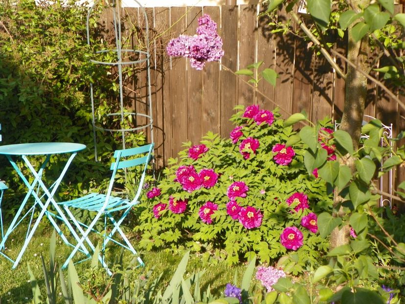 30 apr (84) - Bujori arbustivi si itoh 2018