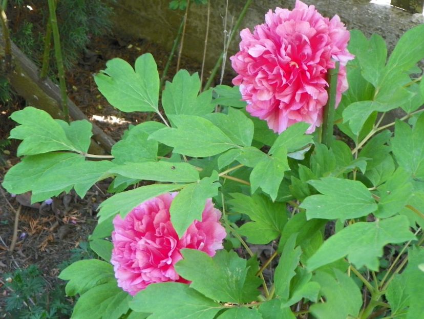 30 apr (91) - Bujori arbustivi si itoh 2018