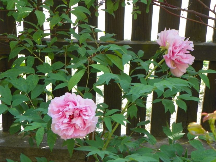 30 apr (92) - Bujori arbustivi si itoh 2018