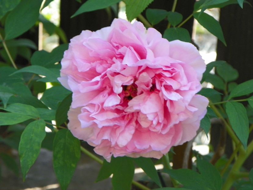 30 apr (93) - Bujori arbustivi si itoh 2018