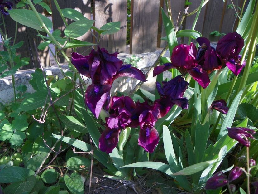 30 apr (83) - Irisi 2018