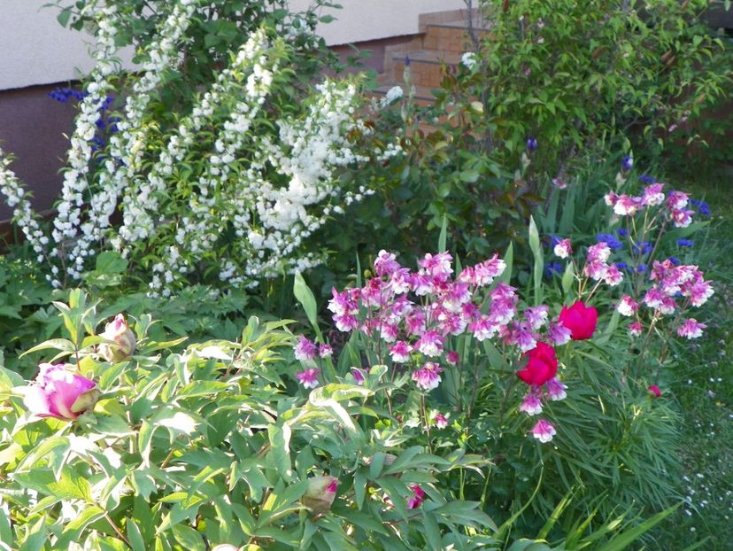 30 apr (90) - Primavara 2018