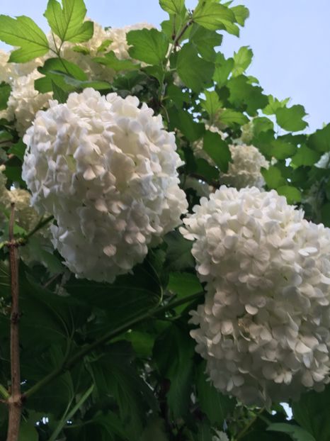 BED8ED82-EAC1-459A-AD6C-FEC9E635F3AA - Arbuști 2018