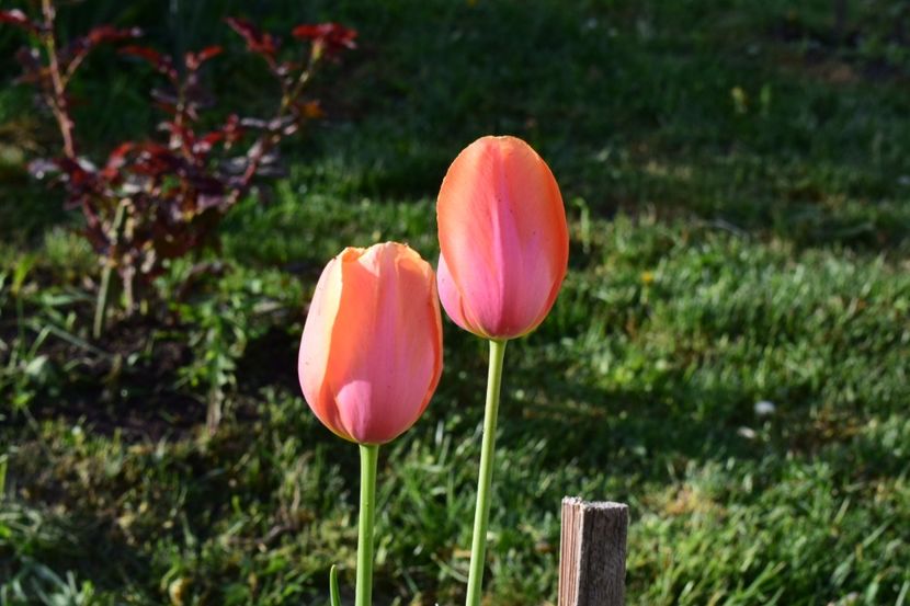  - Simfonia Lalelelor 2018